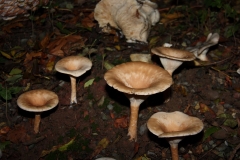 083